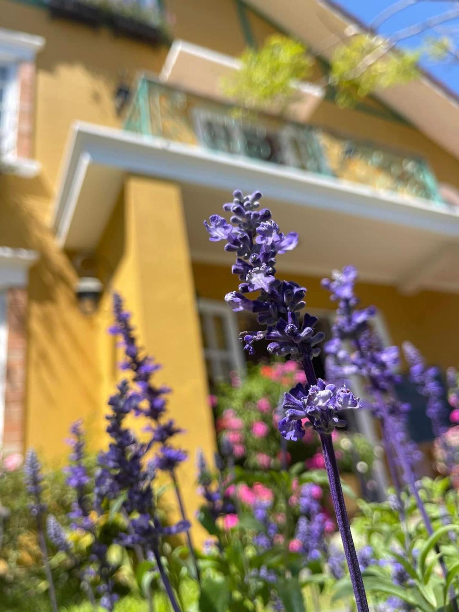 Bich Dao Boutique - Dalat Hotel Luaran gambar