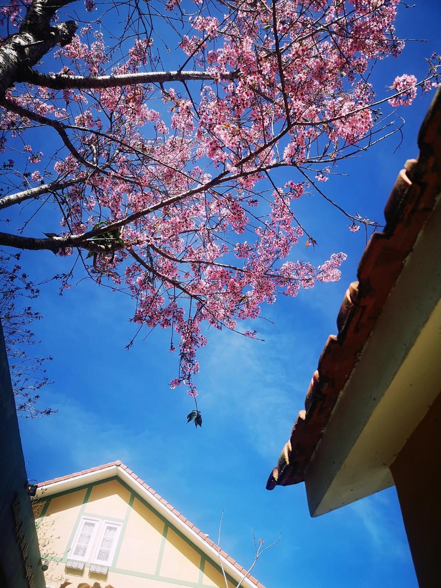 Bich Dao Boutique - Dalat Hotel Luaran gambar